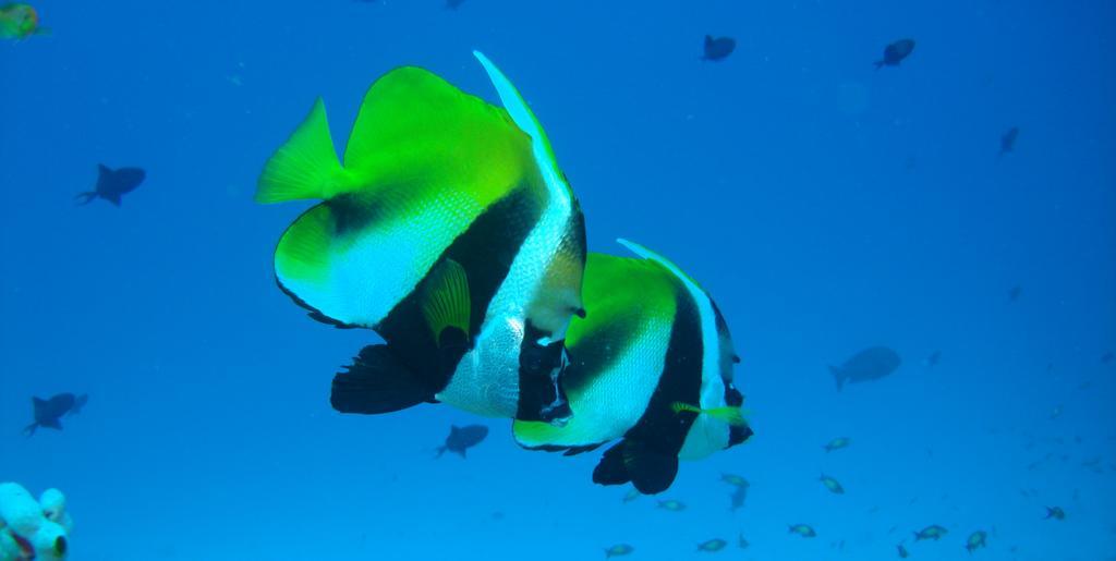 Hotel Ocean Grand At Hulhumale Kültér fotó